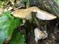 Barna csengettyűgomba (Pluteus cervinus), Budai-hegység. Szabadon álló, széles, hasas lemezek